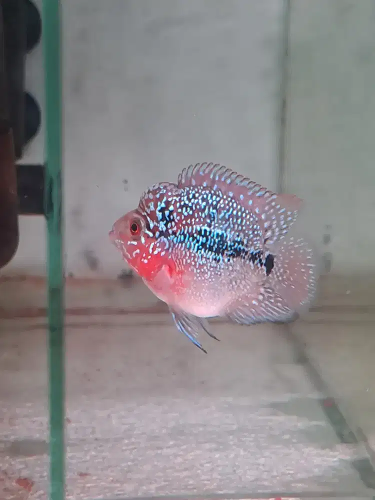 Ikan louhan bonsai 4 cm