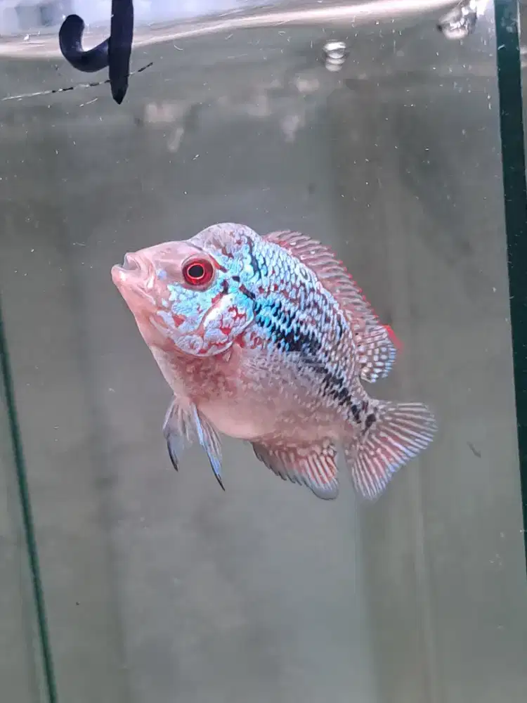 Ikan louhan cencu 4,5cm