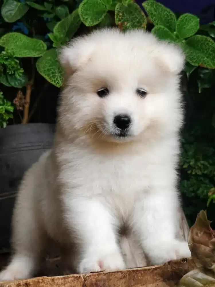 DIJUAL ANJING SAMOYED