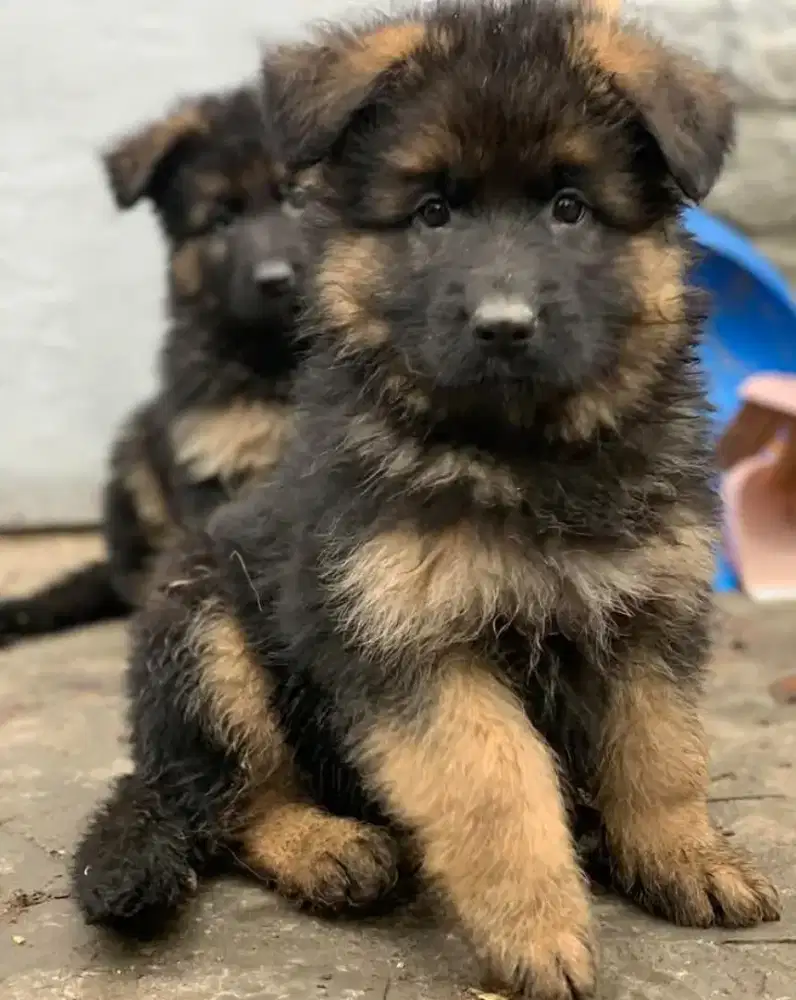 DIJUAL ANJING GERMAN SHEPHERD