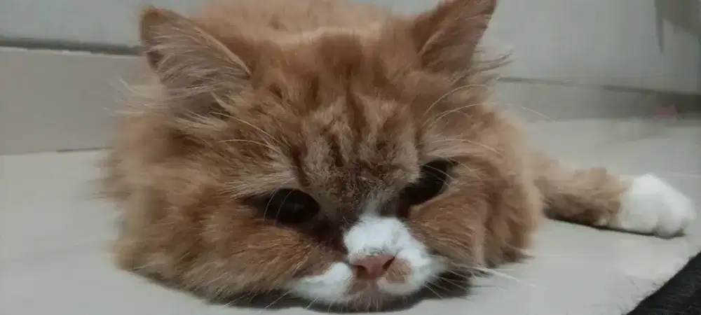 Kucing ras Persian - Female