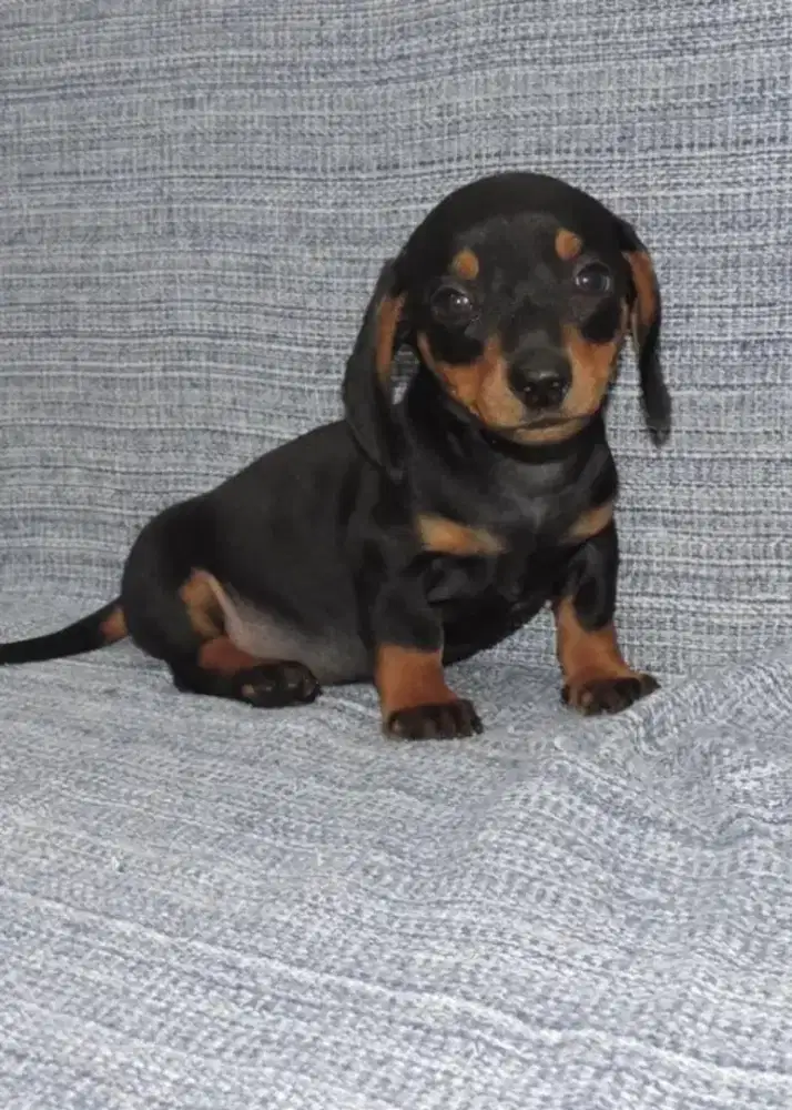 DIJUAL ANJING DACHSHUND