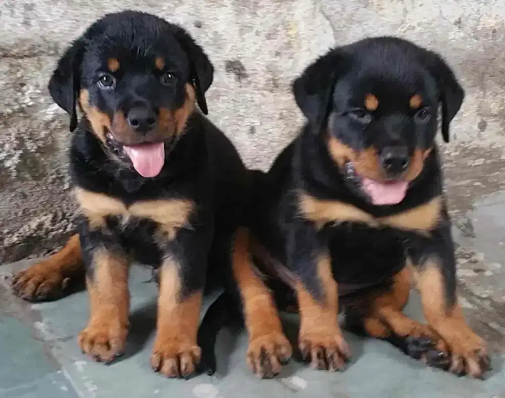 DIJUAL ANJING ROTTWEILER