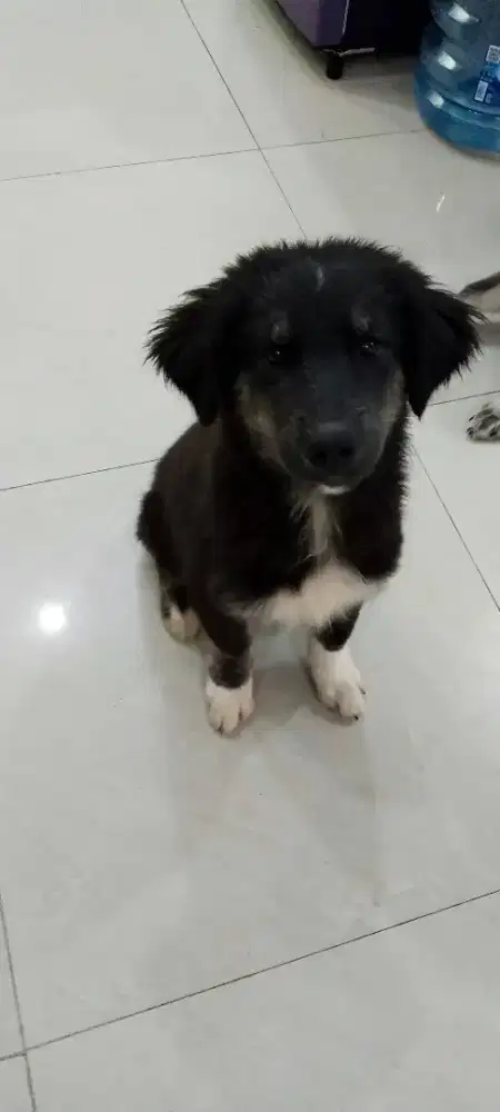 Husky mix golden puppy
