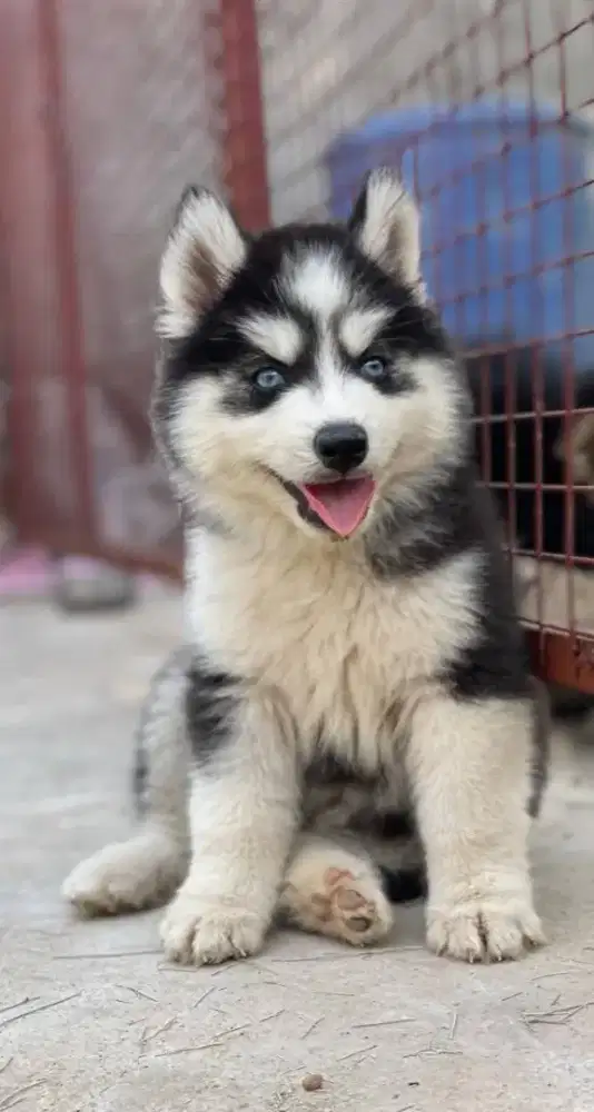 DIJUAL ANJING SIBERIAN HUSKY
