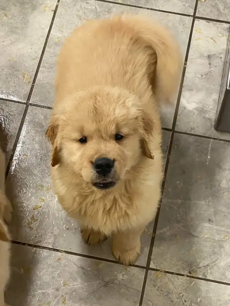 DIJUAL ANJING GOLDEN RETRIEVER