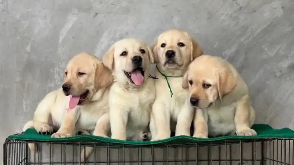 DIJUAL ANJING LABRADOR RETRIEVER