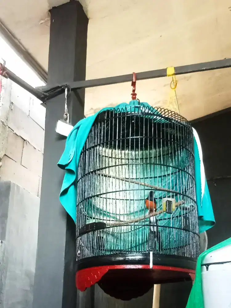 Burung murai Medan gacor