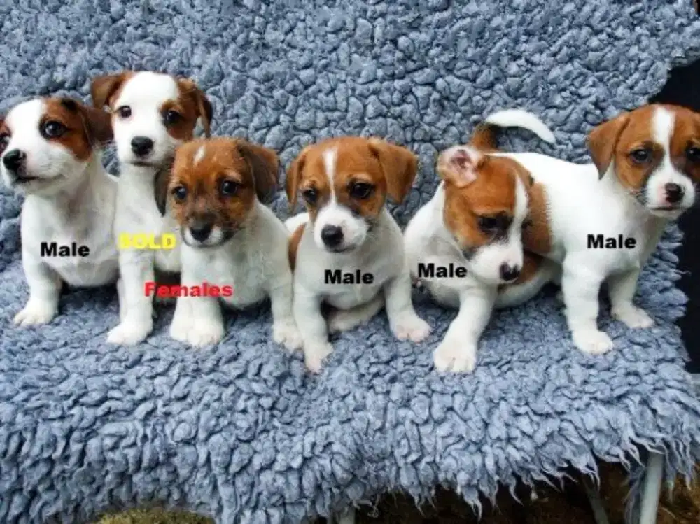 DIJUAL ANJING JACK RUSSELL TERRIER