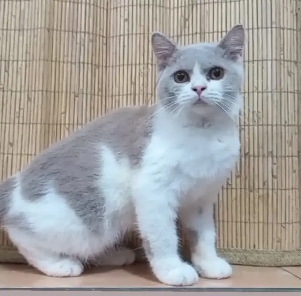 BSH fawn bico jantan