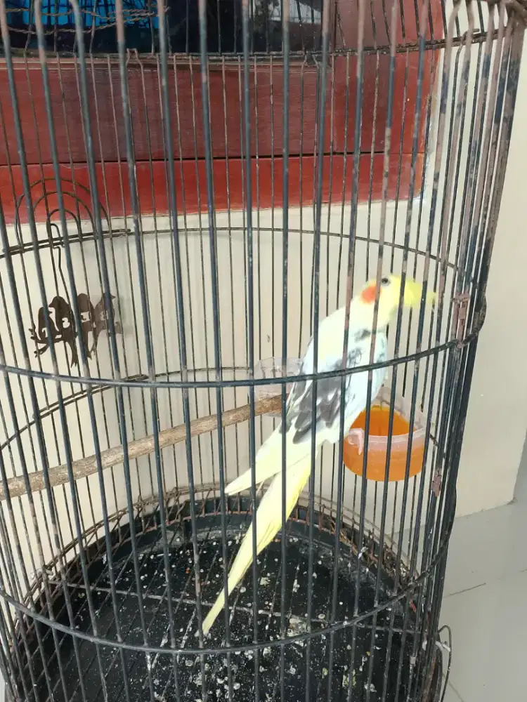 Falk & 2 ayam borongan