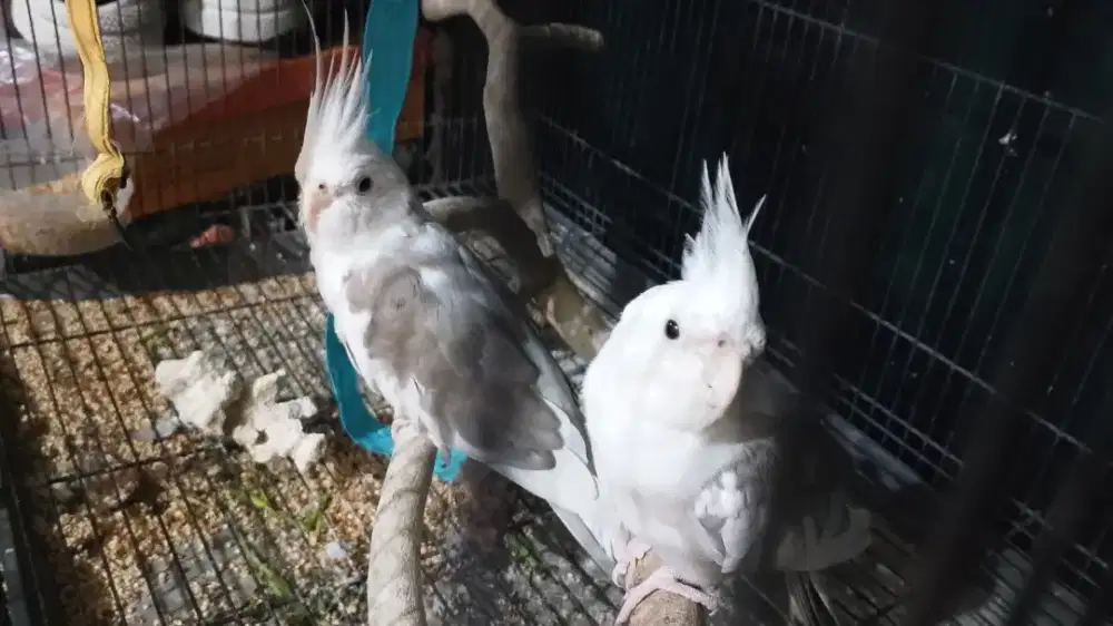 Burung falk / parkit australia