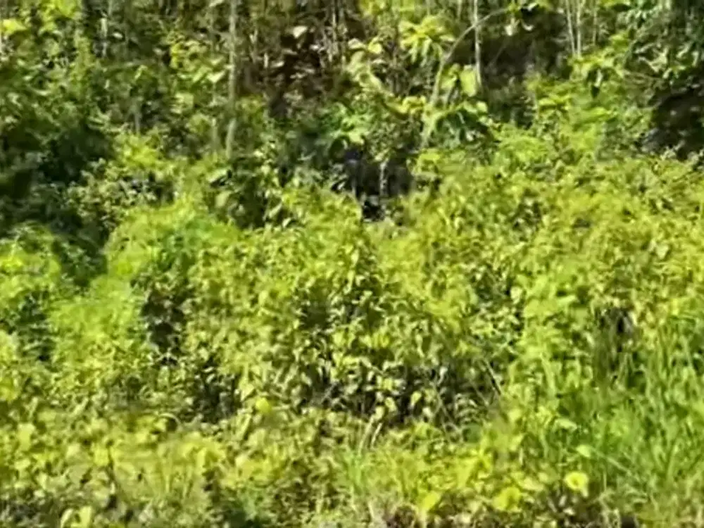 Murah Meriah, Tanah SHM