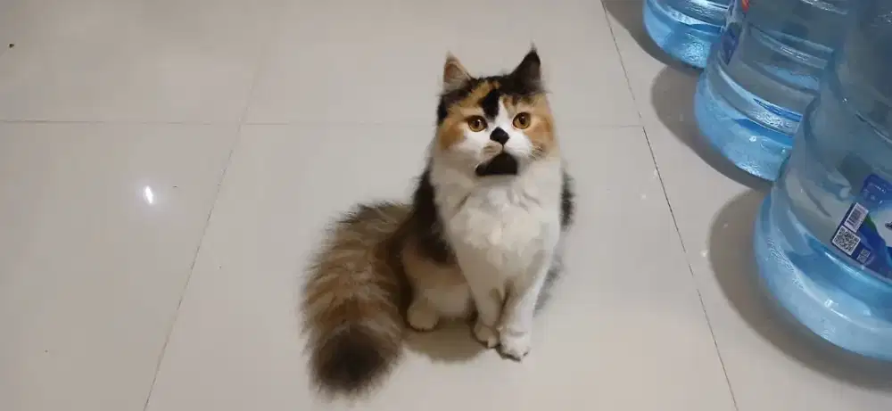 KITTEN BETINA PERSIA