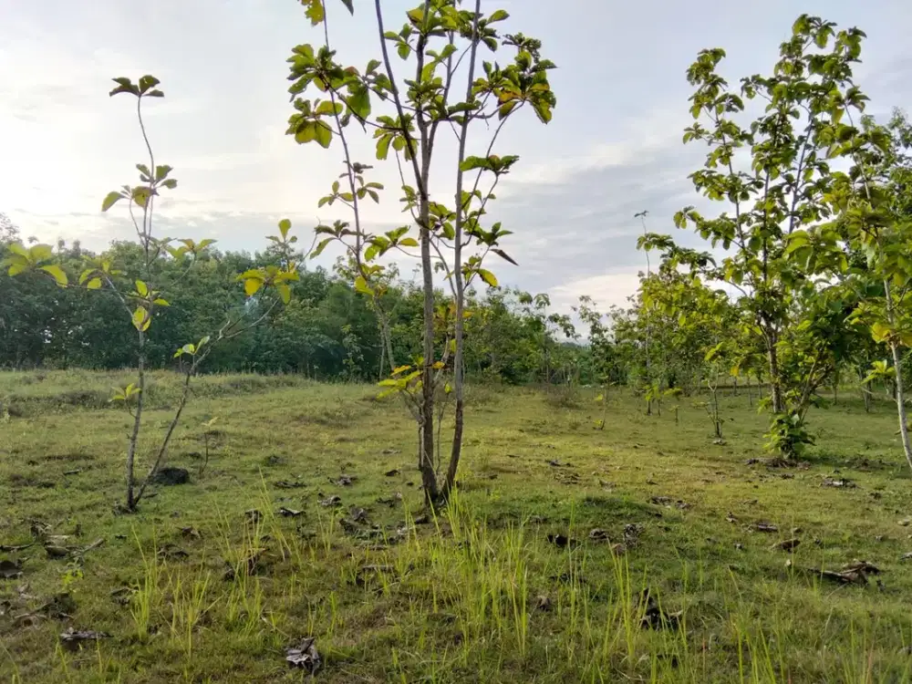 Murah meriah, tanah perkebunan SHM