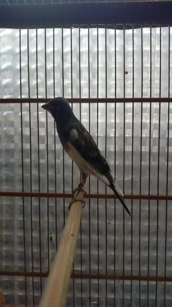 Burung kenari Afgb jantan dewasa