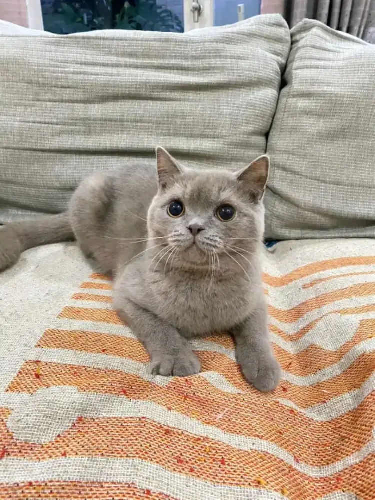 Kucing kitten british shorthair jantan lilac 100% pure