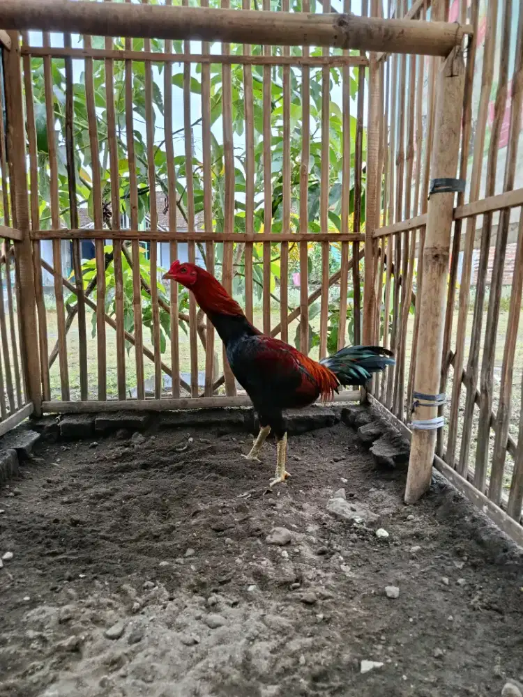 jago Mangon trah jelas