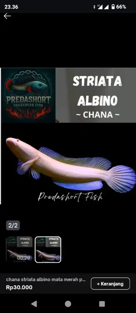 Paket 4 ikan Predator