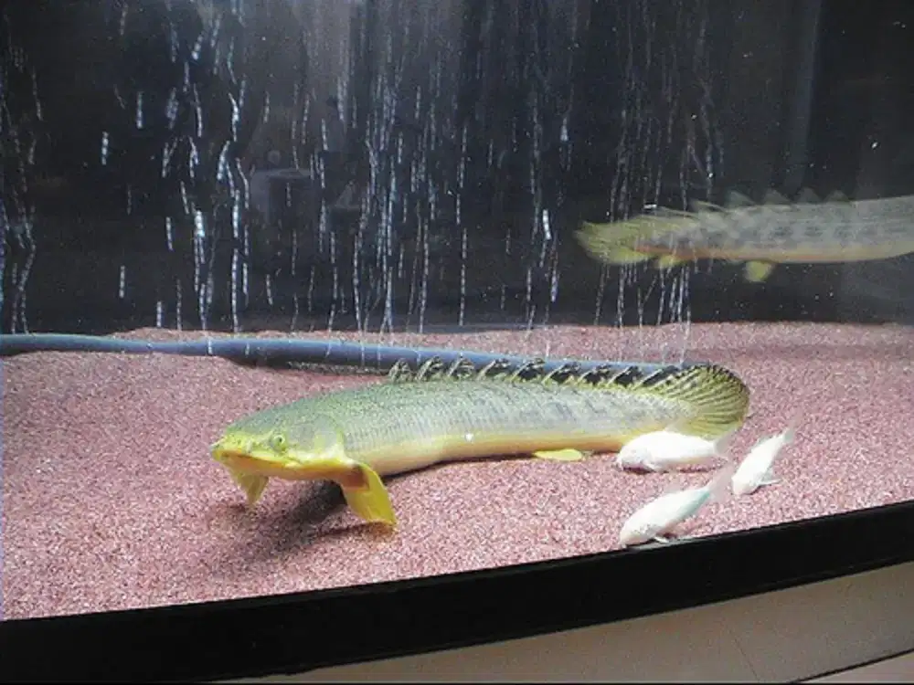 Ikan Palmas Senegalus