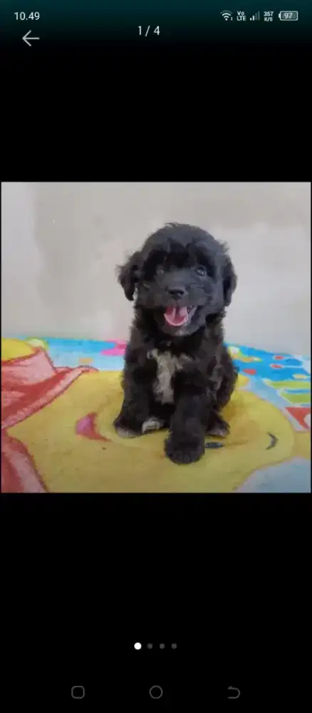 Anak anjing mix Shitzhu poodle