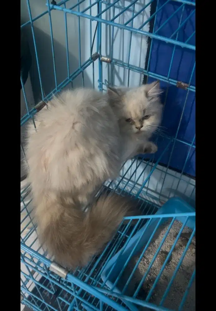 Kucing perisa x munchkin abu abu NEGO