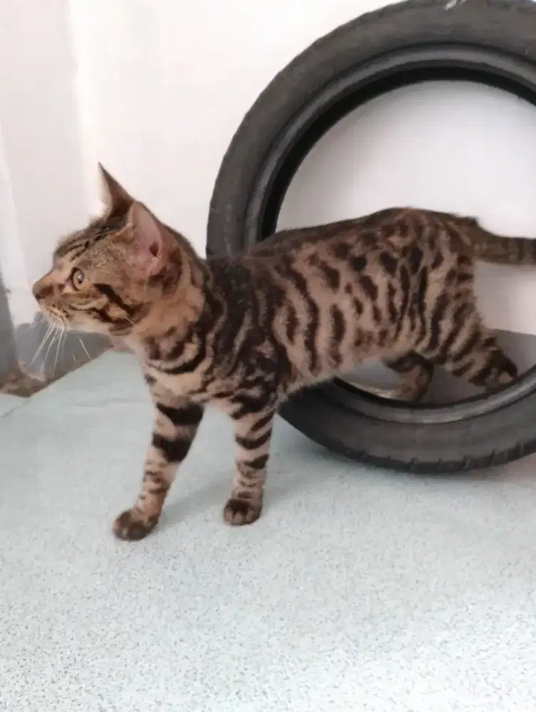 Kucing betina aktif baik