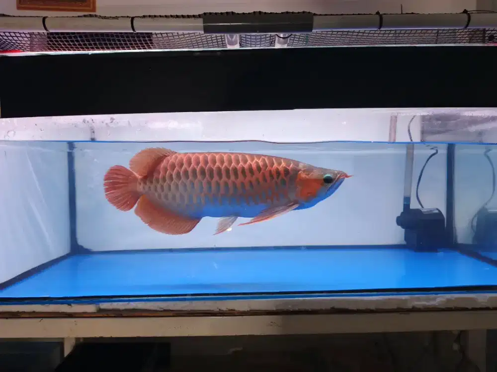 Arowana Super Red