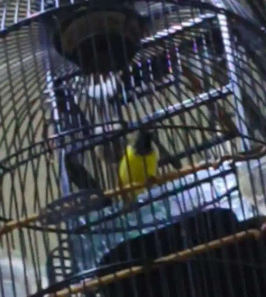 Burung kolibri sgn gacor