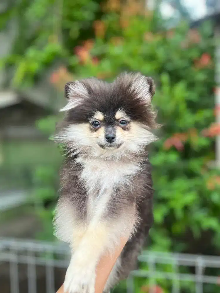 Sale 1 male minipom black tan murmer
