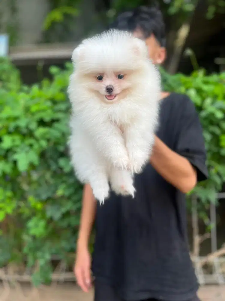 Sale 2 female minipom all white good quality