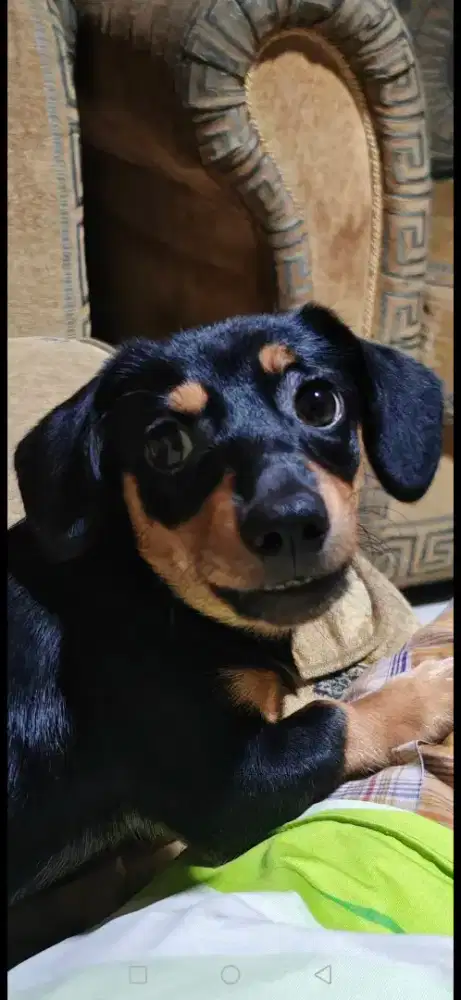 ANJING DACHSHUND TEKEL