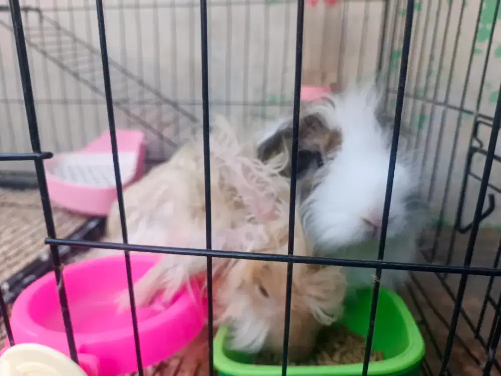 Kelinci 2 ekor cewe dan cowo