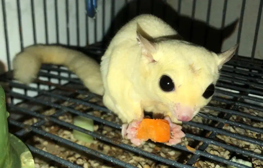 Sugar Glider Leucistic Jantan