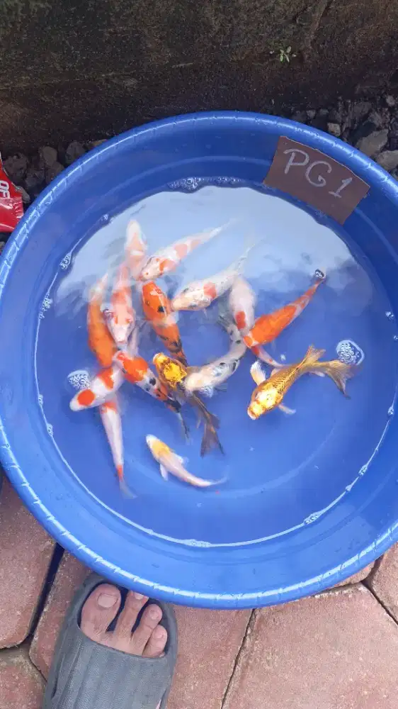 Koi Warna Grate A 9-11 Cm