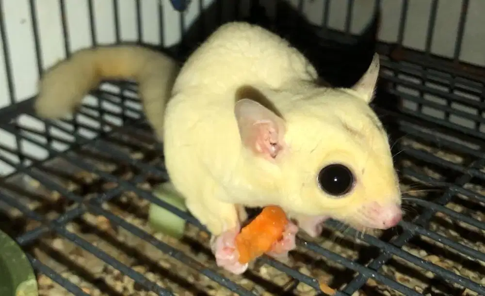 Sugar Glider Leucistic Jantan
