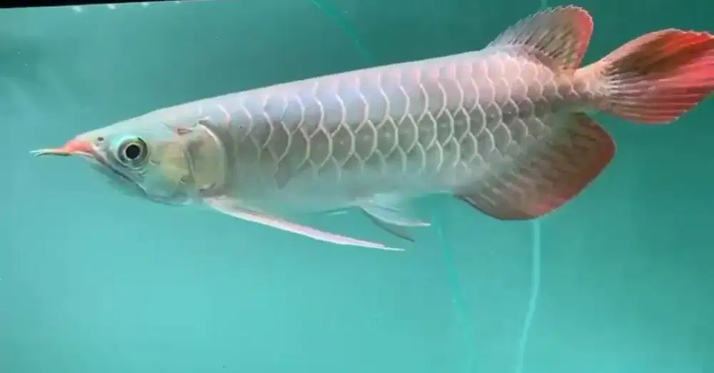 Arowana Super Red size 30cm up