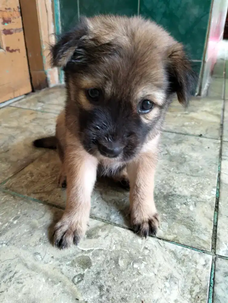 Anjing 3 ekor dijual cepat