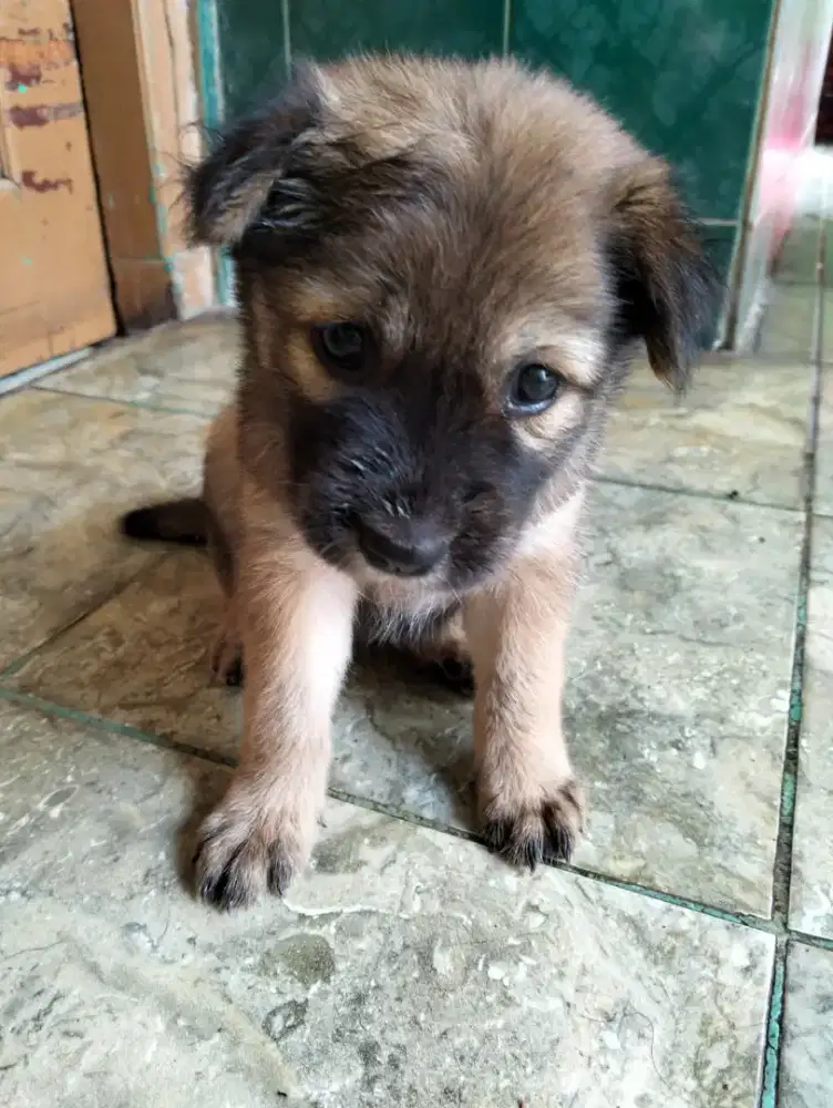 Dijual cepat anak anjing 3 ekor 300 rb