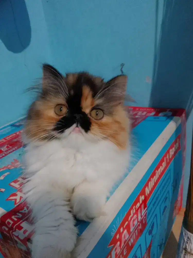 Ready betina umur 2,5 bulan