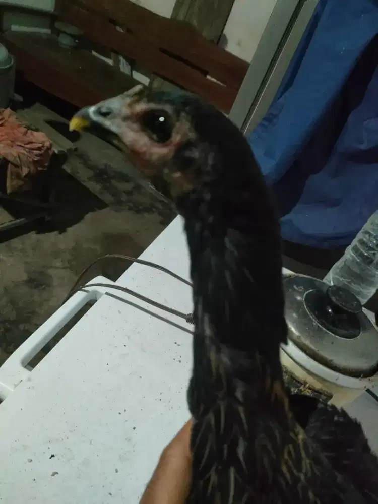 Babon BLACK BULL MANGON