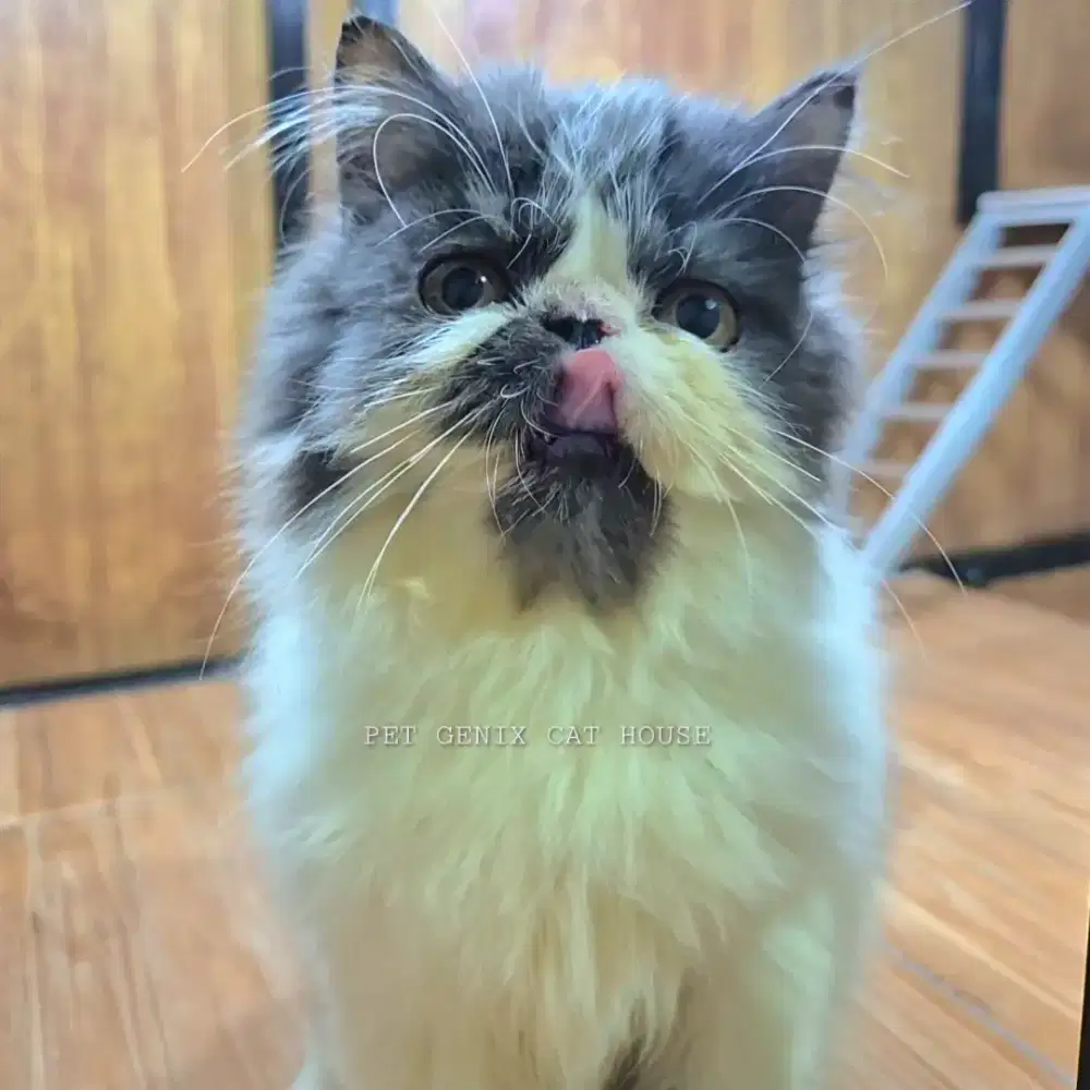Kucing Kitten Persia Peaknose Extreme Betina