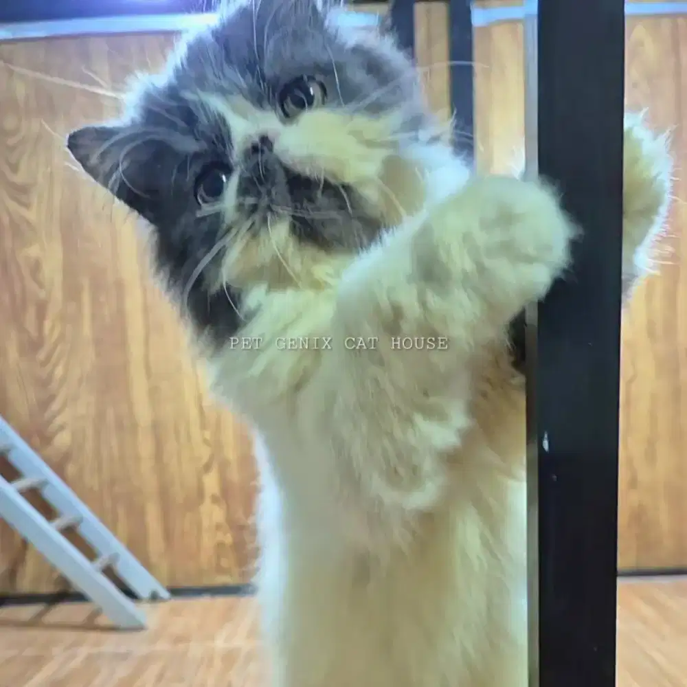 Kucing Kitten Persia Peaknose Extreme Betina