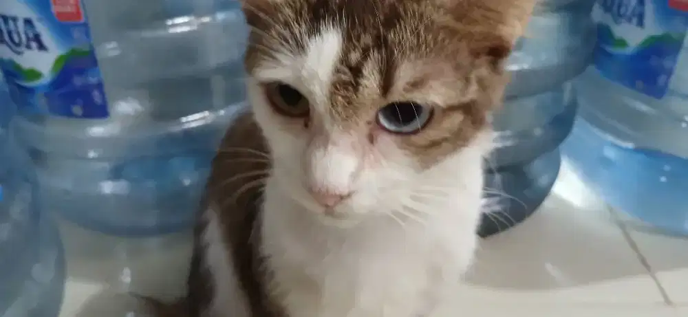 KUCING BETINA PERSIA