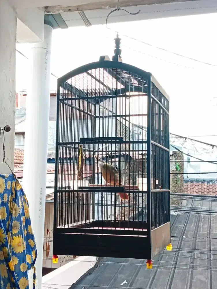 Burung C JENGGOT MEDAN Harian RAJIN