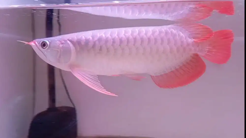 Arwana super red 32cm