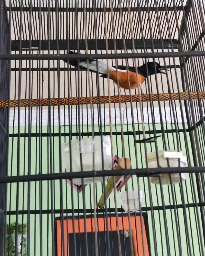 Murai batu gacor door