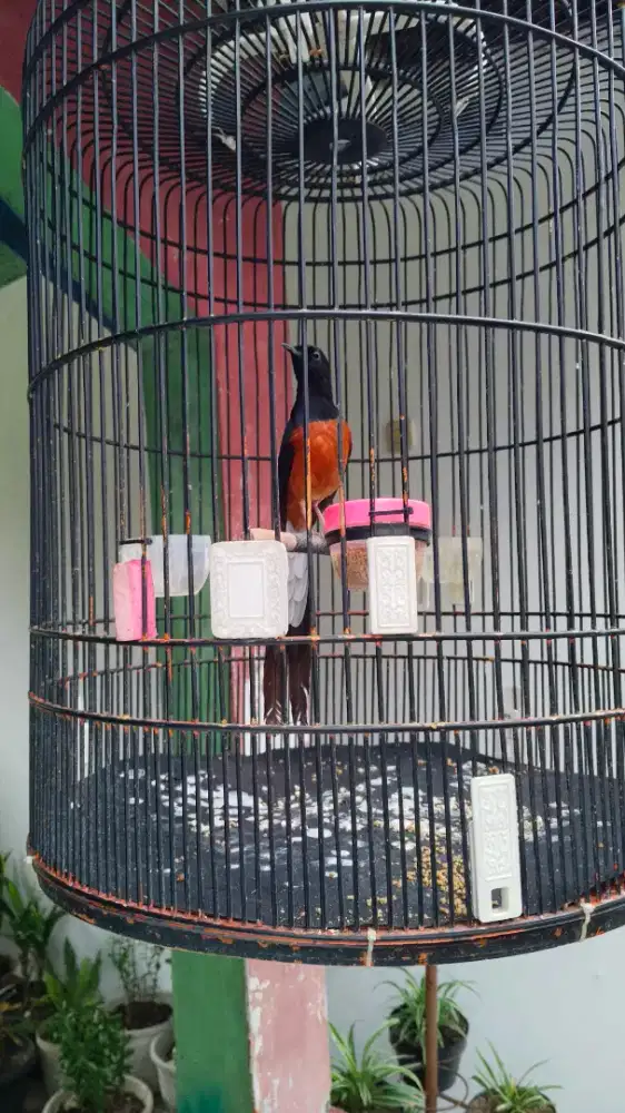 Murai pastol ekor panjang