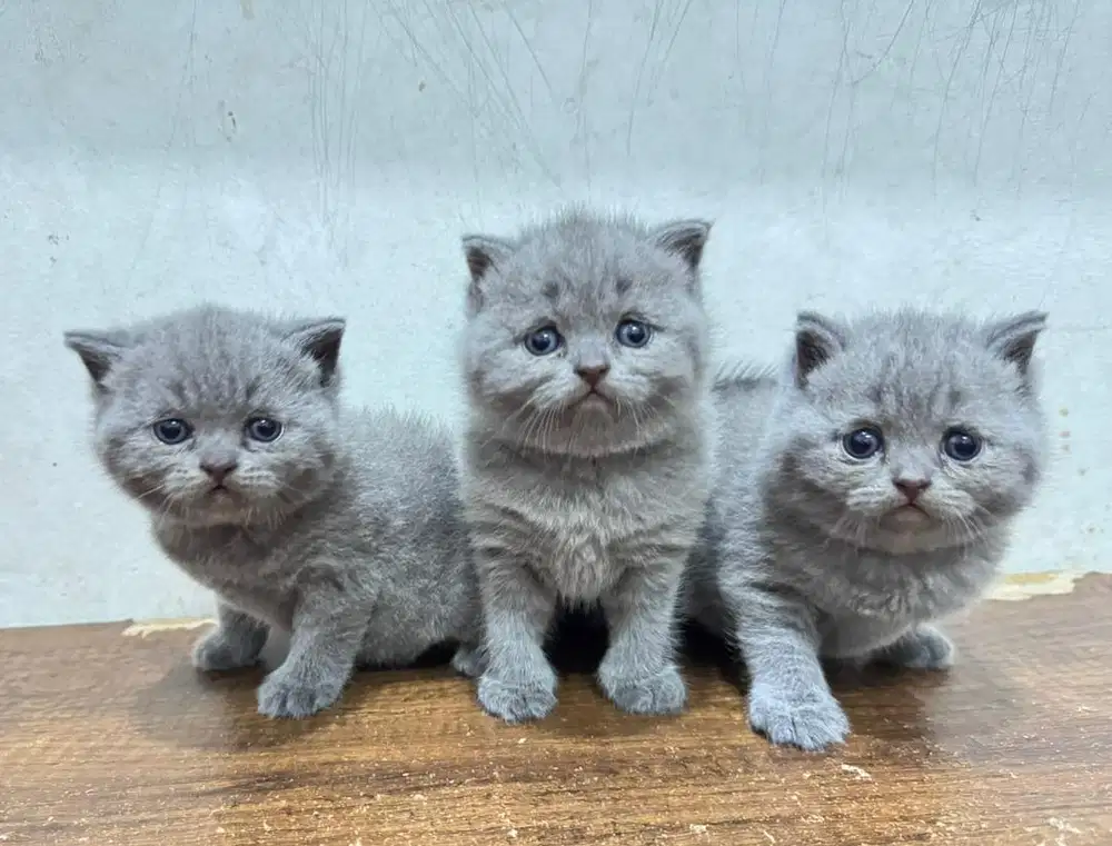 British shorthair jantan