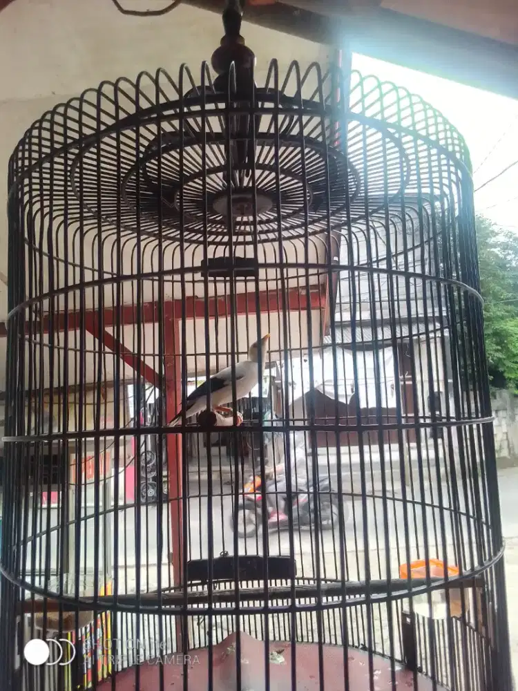 Jalak hitam putih ya agan